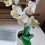 Hotel Dorfkrug - Guenstige Altbauzimmer Am Oland